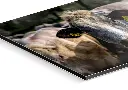 Productfoto_Koeien Guy_8907_Dibond.webp