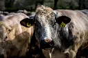 Limburgse Bleu belge runderen