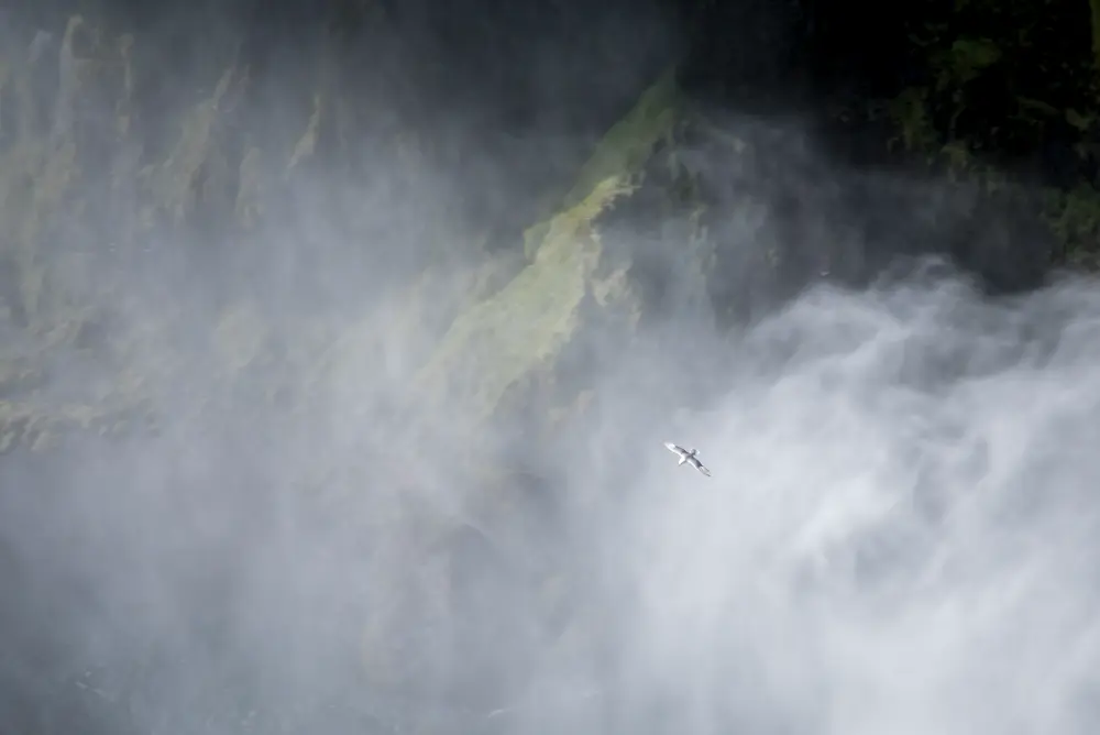 Meeuw bij de Skodafoss