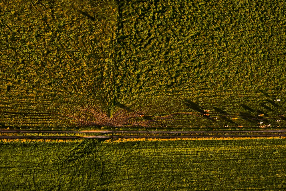 Runderen van boven