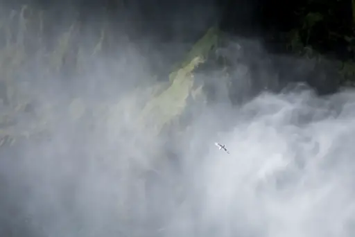 Meeuw bij de Skodafoss
