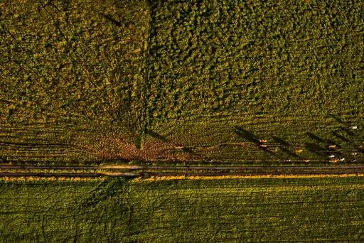 Runderen van boven